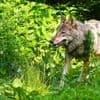 Wolfspolitik: Umweltverbände stellen sich gegen Abschussquote beim Wolf