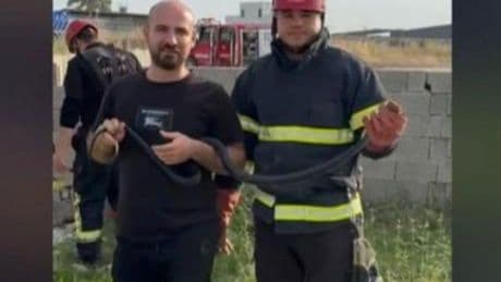 Dev panik! Yılanı gören telefona sarıldı, metrelerce uzunlukta...