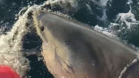 Scientist tracking 'biggest ever' great white shark gives urgent warning to tourists