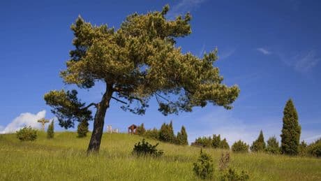 Eifel-Wanderweg nahe Köln: Hier fühlen Sie sich wie in der Toskana