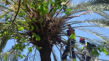 Así se eliminan los meganidos de cotorras en Barcelona