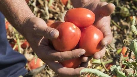 María Dolores de la Puerta, doctora: “No tires las semillas del tomate. A tu microbiota le encantan”