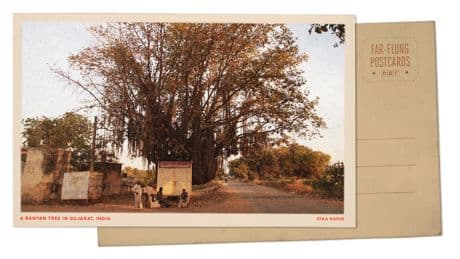 Greetings from Gujarat, India, where a banyan tree is a place for rest, prayers and play