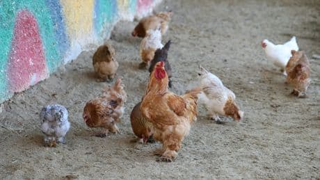 Torrevieja sigue invadida por gallinas tras la renuncia de la empresa que debía retirarlas