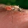 Swiss medicines authority issues first approval for antimalarial drug for treatment of infants