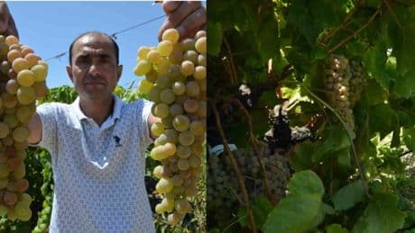 Manisa'da hasadı başladı: Çilek Kokulu Üzüm "Bronx Seedless" sofraları şenlendiriyor!