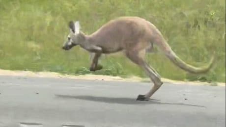Kangaroo runs away from owner and causes two-car crash