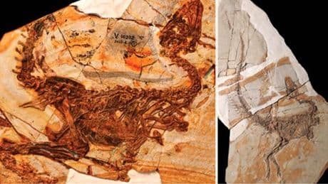 Two new species of dinosaur discovered in 125,000,000 year old fossil