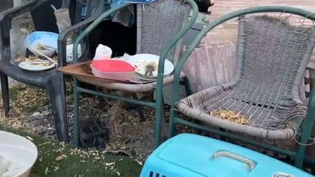 Comida de hace varios días, sillas rotas... Así era el cobertizo en el que se escondía el 'fugitivo de los tatuajes'