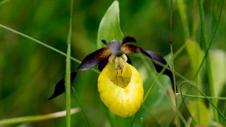 Flower once nearly extinct found in the wild for first time in a century