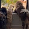 Dog picture posted to Instagram costs an Australian woman $50,000