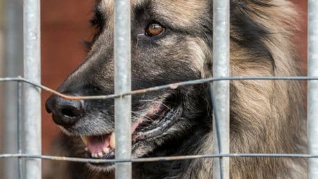 Cani reclusi a vita. "Aggressivi e i Comuni non hanno più posti"