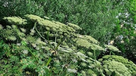 West Lothian residents urged to be vigilant of dangers of Giant hogweed
