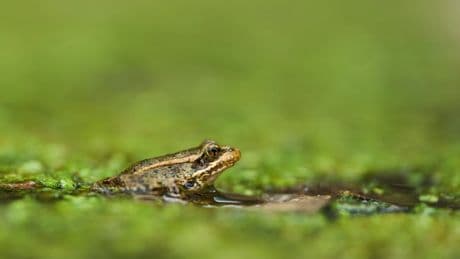 Trump’s walls threaten wildlife on the US-Mexico border. This frog could counter the trend