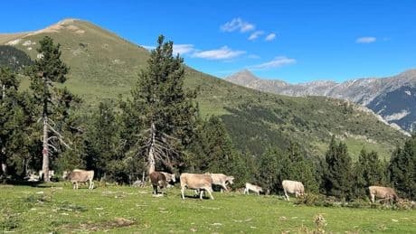 Catalunya detecta tres focos de tuberculosis en tres explotaciones ganaderas