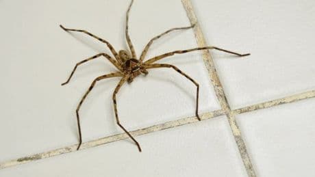 Homeowners urged to 'close windows and doors' as spider season arrives early