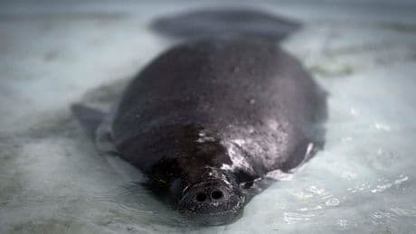 Hope floats in the Amazon as Bacuri, a young manatee, fights for survival