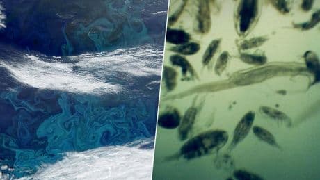 Se ha fundido tanto hielo en Groenlandia que el plancton ha crecido un 40%. No es una buena noticia