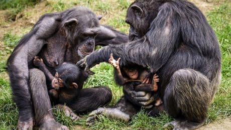 Chimpancés beben alcohol natural y lo comparten: una pista evolutiva en plena selva africana