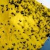 Mexican ranchers struggle to adapt as a tiny parasite ravages their cattle exports