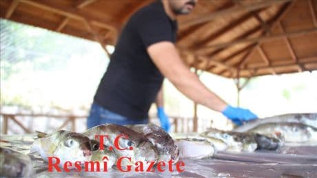 Bu balığı getirenin cebi dolacak! Kilo başına 35 TL teşvik verilecek: Resmi Gazete’de yayımlanarak duyuruldu