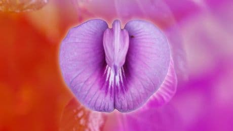 ‘Ozempic vagina’ is here and women are paying £2,000 to reverse it