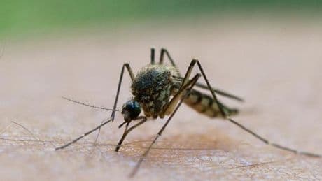 „Trockenes Frühjahr hat keinen Effekt darauf, wie der Sommer mit den Stechmücken wird“
