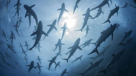 Brazil’s Hidden Hotspot For Silky Sharks Could Be A Lifeline