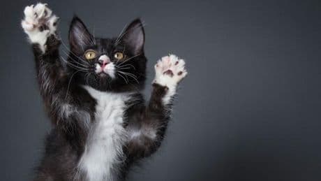 Pourquoi les animaux nous aident à vivre