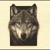 Hoe een roofdier angst en fascinatie brengt: dit vindt Nederland écht van de wolf