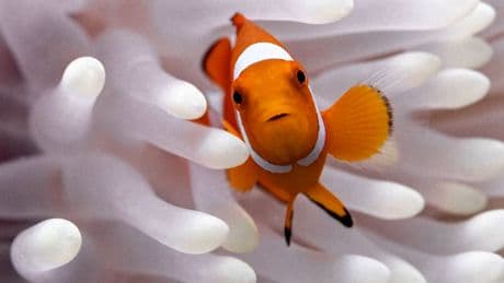 Nemo immer kleiner! - Klimawandel lässt Fische schrumpfen