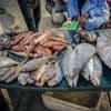 Foreign overfishing in Senegal fuels migration to Spain, a report finds