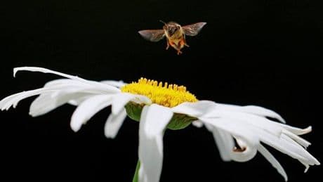 Salvemos a las abejas y al resto de especies polinizadoras