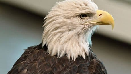 Bald eagle's new status as the official US bird brings pride and hope to many Native Americans