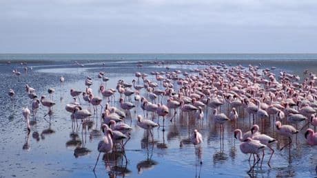 Les flamants roses créent des tourbillons pour capturer leurs proies