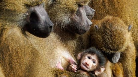Nach Ankündigung des Tiergartens Nürnberg: „Die Paviane zu töten, wäre skandalös“