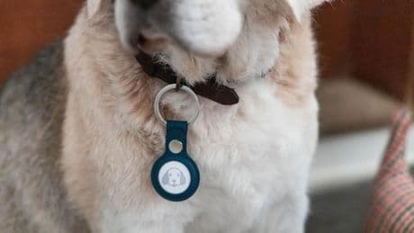 Schnäppchen: Für Hunde und Koffer: Galaxy SmartTags 2 bei Amazon mit Riesen-Rabatt