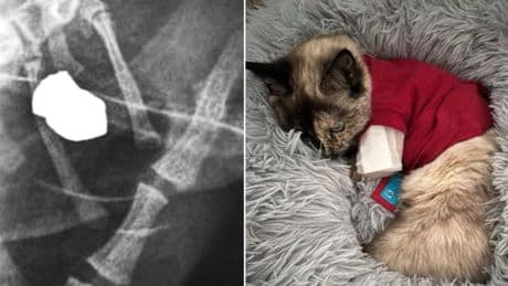 Fears gunman is targeting cats in Wendlebury after pet shot with air rifle