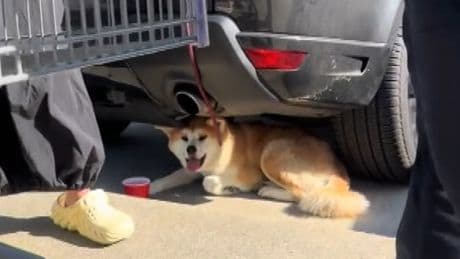 Viral video shows dog owners fined for leaving pup in the sun in Costco parking lot
