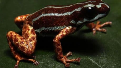 New To Science Blue-Striped Poison Frog Discovered In Brazil