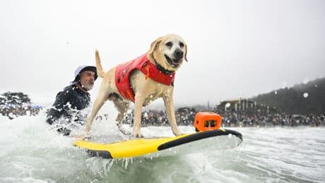 Tierischer Surf-Wettkampf - Charlie reitet die perfekte Welle