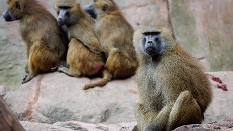 Protest in Duitsland tegen doden bavianen door dierentuin, twaalf apen afgemaakt