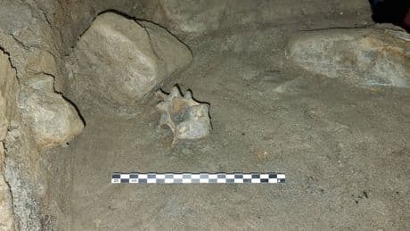 Animals dating back 10,000 years found in Arctic cave: ‘A rare snapshot of a vanished world’