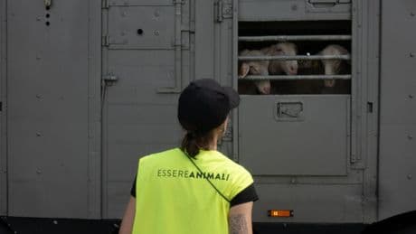 Trasporto di animali vivi in Ue: l’Italia fa ostruzionismo sul regolamento per il benessere animale