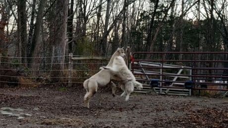 Die zwei gehen sich ganz schön an - Hund und Alpaka spielen Ringkampf