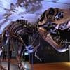Bientôt des sacs à main en peau de dinosaure ?