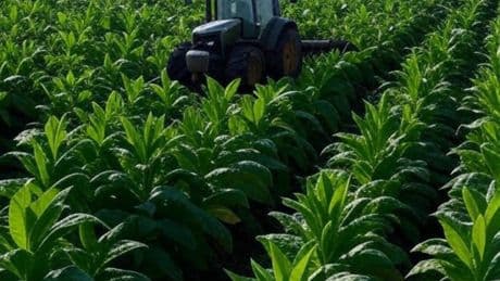 Il tabacco nel mirino di Bruxelles- Sale il rischio invasione straniera