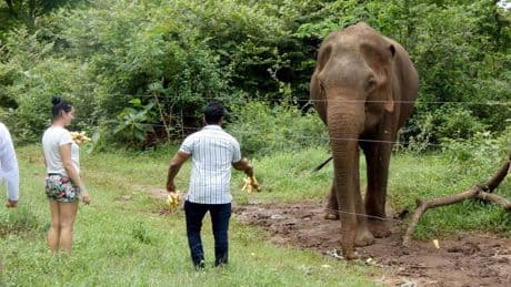 Experten warnen Touristen: Keine wilden Elefanten füttern