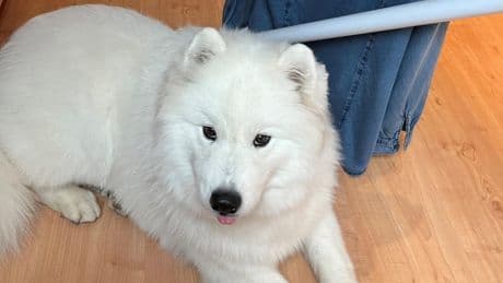 «Un animal n’est pas un bagage» : une pétition lancée après la mort violente d’un jeune chien à l’aéroport