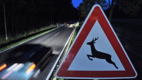 Unfälle: 19-Jähriger weicht Rehen aus - Auto überschlägt sich
